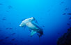 Scalloped hammerhead shark swims underwater at Cocos Island.  The hammerheads eyes and other sensor organs are placed far apart on its wide head to give the shark greater ability to sense the location of prey. Costa Rica. Image #03192
