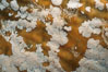 Kelp fronds with encrusting bryozoans. California, USA. Image #03284