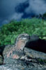 Marine iguana, Punta Espinosa. Fernandina Island, Galapagos Islands, Ecuador. Image #03470