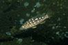 Juvenile kelp bass (calico bass) hiding amidst kelp fronds. San Clemente Island, California, USA. Image #03488