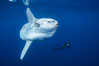 Enormous Ocean sunfish and freediving photographer, open ocean. San Diego, California, USA. Image #03491