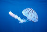 Purple-striped jellyfish. San Diego, California, USA. Image #03777
