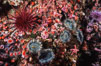 Red urchin, strawberry anemones and aggregating anemones on rocky California reef. USA. Image #03798