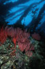 Red gorgonian on rocky reef below kelp forest. San Clemente Island, California, USA. Image #03819