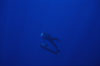 False killer whale. Lanai, Hawaii, USA. Image #04516