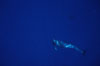 False killer whale. Lanai, Hawaii, USA. Image #04517