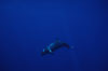 False killer whale. Lanai, Hawaii, USA. Image #04518