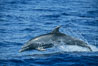 Pacific bottlenose dolphin. Maui, Hawaii, USA. Image #04564