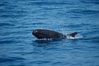 False killer whale. Lanai, Hawaii, USA. Image #04567