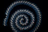 Salp (pelagic tunicate) chain. San Diego, California, USA. Image #04699