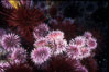 Purple and red urchins. Santa Barbara Island, California, USA. Image #04724