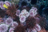 Purple and red urchins. Santa Barbara Island, California, USA. Image #04725