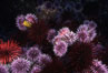 Purple and red urchins. Santa Barbara Island, California, USA. Image #04726
