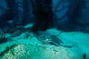 California bat ray. San Clemente Island, USA. Image #04986