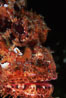 Stone scorpionfish eye. Wolf Island, Galapagos Islands, Ecuador. Image #05053