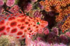 Coral hawkfish. Wolf Island, Galapagos Islands, Ecuador. Image #05055