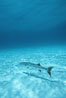 Great barracuda. Bahamas. Image #05213