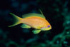 Jewel fairy basslet (female color form), also known as lyretail anthias. Egyptian Red Sea. Image #05228