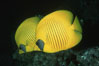 Masked butterflyfish. Egyptian Red Sea. Image #05268