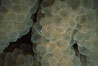 Bubble coral, Northern Red Sea. Egyptian Red Sea. Image #05293