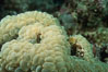 Bubble coral, Northern Red Sea. Egyptian Red Sea. Image #05294