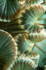 Aggregating anemone mouth detail. San Miguel Island, California, USA. Image #05302