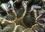 Aggregating anemone mouth detail. San Miguel Island, California, USA. Image #05303