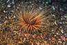 Tube anemone. La Jolla, California, USA. Image #05325