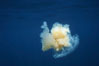 Fried egg jellyfish, open ocean. San Diego, California, USA. Image #05336