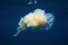 Fried egg jellyfish, open ocean. San Diego, California, USA. Image #05337