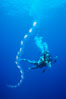 Salp chain and diver, open ocean. San Diego, California, USA. Image #05345