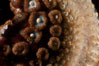 Giant sea star (starfish) detail. La Jolla, California, USA. Image #05363