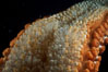 Giant sea star (starfish) detail. La Jolla, California, USA. Image #05366