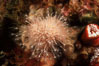 Hedgehog hydroid cluster. San Miguel Island, California, USA. Image #05370
