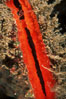 Rock scallop showing sight organs. Anacapa Island, California, USA. Image #05382