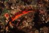 Rock scallop showing sight organs. Anacapa Island, California, USA. Image #05403