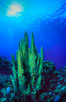 Pillar coral. Roatan, Honduras. Image #05569