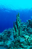Pillar coral. Roatan, Honduras. Image #05572