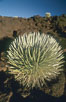 Haleakala silversword plant, endemic to the Haleakala volcano crater area above 6800 foot elevation. Maui, Hawaii, USA. Image #05610