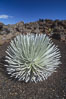 Haleakala silversword plant, endemic to the Haleakala volcano crater area above 6800 foot elevation. Maui, Hawaii, USA. Image #05611