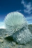 Haleakala silversword plant, endemic to the Haleakala volcano crater area above 6800 foot elevation. Maui, Hawaii, USA. Image #05615