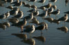 Western and Heermanns gulls. Del Mar, California, USA. Image #05746