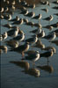 Western and Heermanns gulls. Del Mar, California, USA. Image #05747