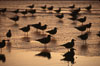 Western and Heermanns gulls. Del Mar, California, USA. Image #05748