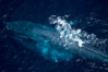Blue whale feeding and surfacing amid krill with engorged throat, aerial photo, Baja California.