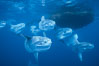 Ocean sunfish schooling near drift kelp, soliciting cleaner fishes, open ocean, Baja California. Image #06304