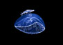 Hydromedusa with amphipod, open ocean. San Diego, California, USA. Image #07010