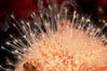 Hedgehog hydroid cluster. San Miguel Island, California, USA. Image #07012