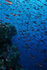 Pacific creolefish. Cousins, Galapagos Islands, Ecuador. Image #07054