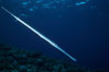 Coronetfish. Maui, Hawaii, USA. Image #07086